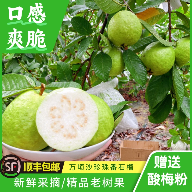 【爽脆口感】万顷沙白心珍珠番石榴广东现摘现发水果芭乐