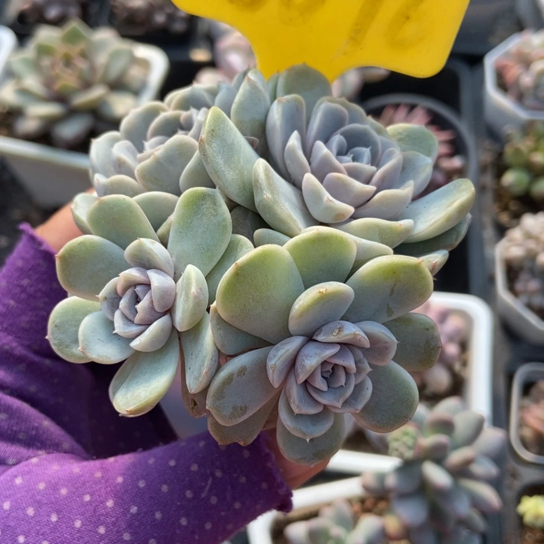 6096汉堡多肉植物多肉