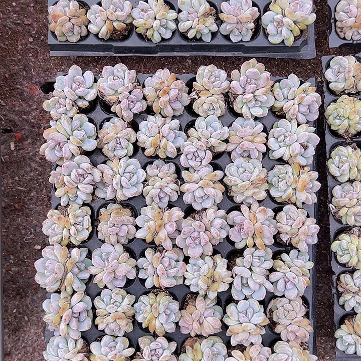 42颗一组优选双头星影!