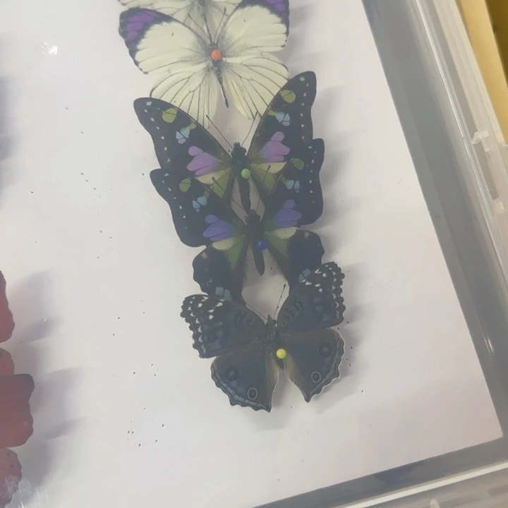 有机玻璃蝴蝶标本蝴蝶标本