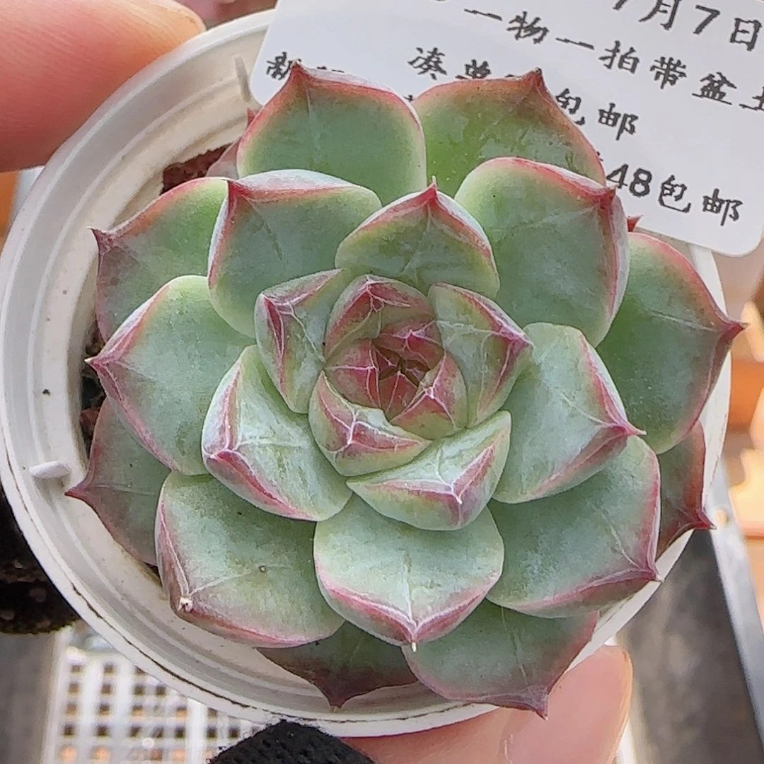 多肉0707-156女王玫瑰