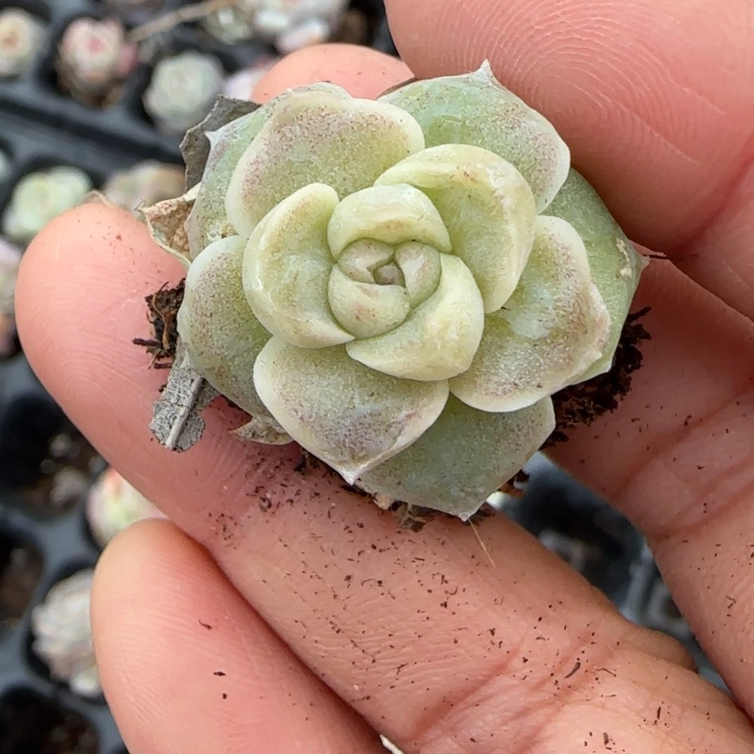 多肉小卡拉米糖心一物一拍