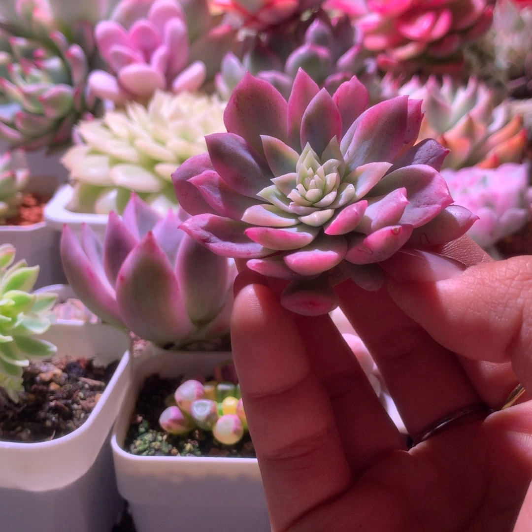 恩宠覆轮锦砍头无根