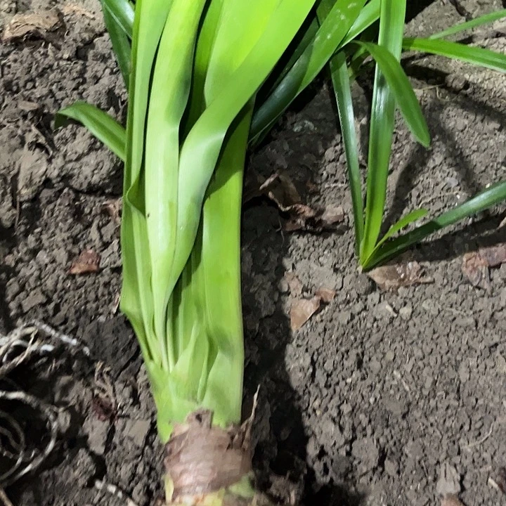 欣***1当前无花栽培后可以开花花瓶。有机率开红单瓣