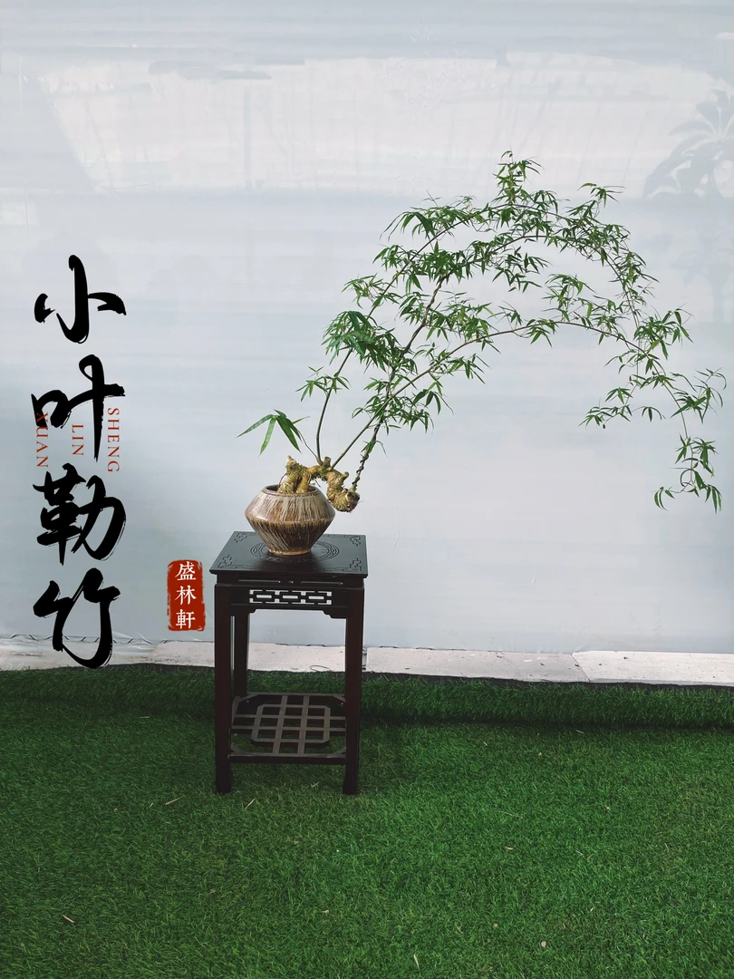 孤品——怪桩小叶勒竹高端盆景置身竹林意境茶室好养易活,一物一拍