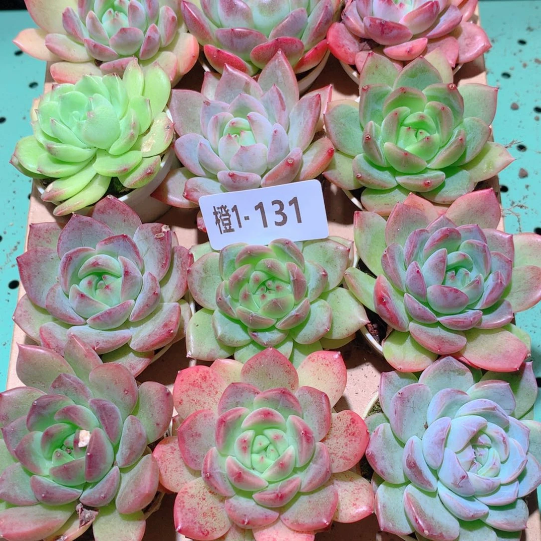 1-131一物一拍多肉带盆18颗
