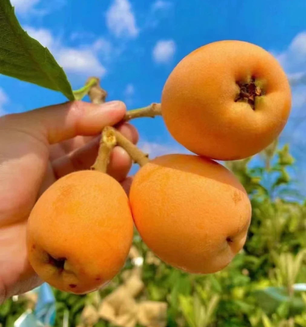 【顺丰京东】四川高山老树甜大五星枇杷新鲜当季孕妇水果2/3/5斤