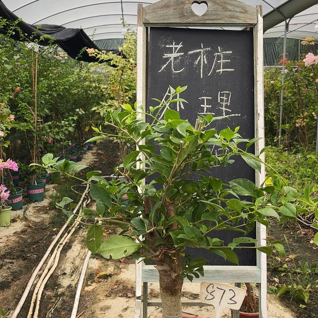 完全开放三角梅三角梅873