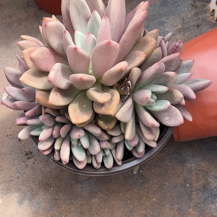 朱***儿桃花源群生,一物一拍