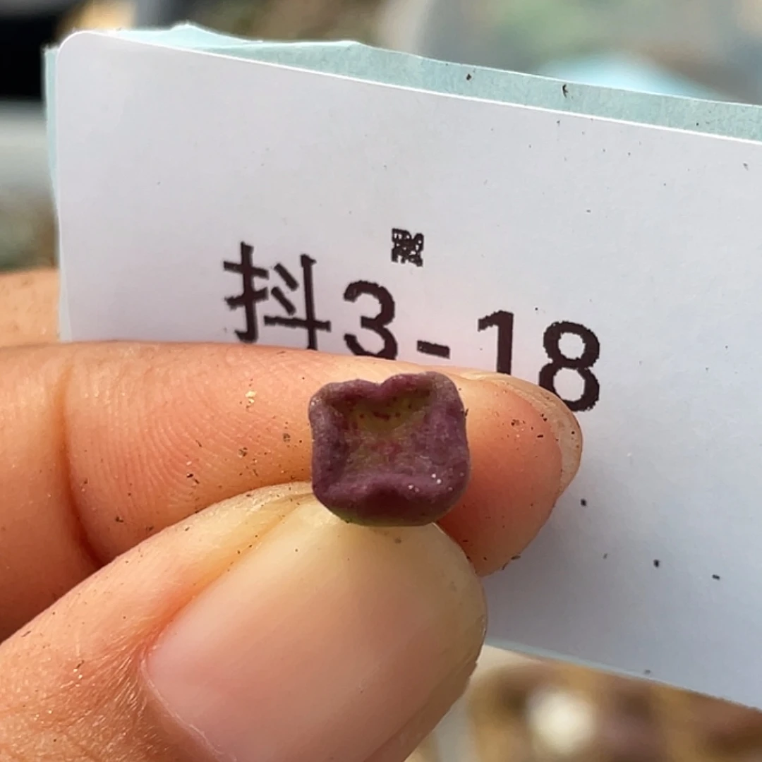 3-18方碗多肉植物