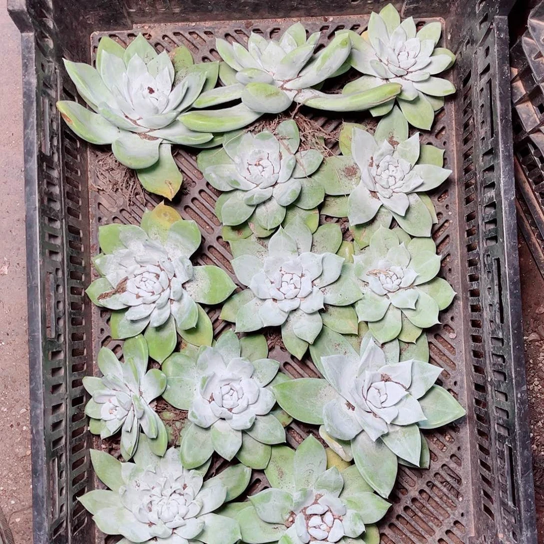 单头帕仙女杯多肉一颗