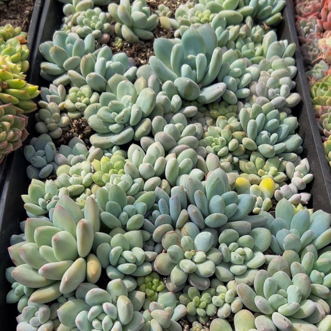 233多肉葡领导人的亲切关怀