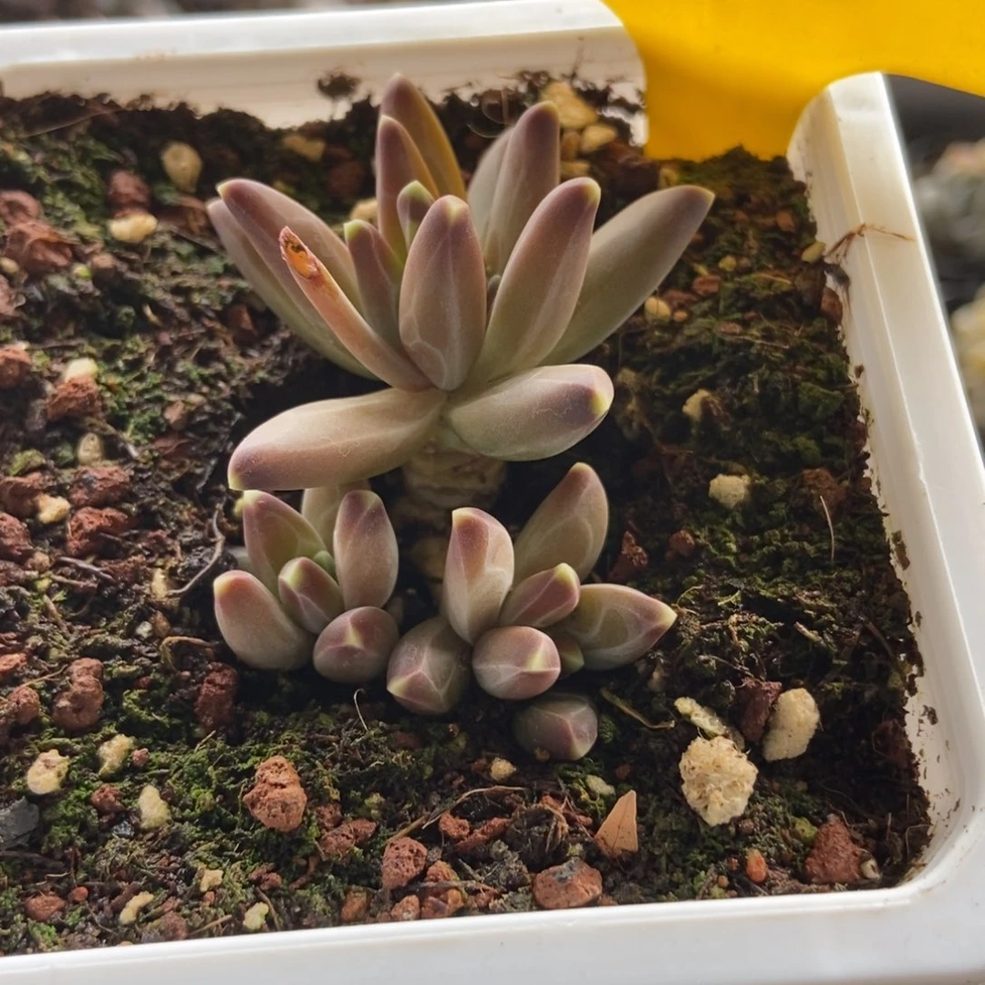 918梵高美人多肉植物保护