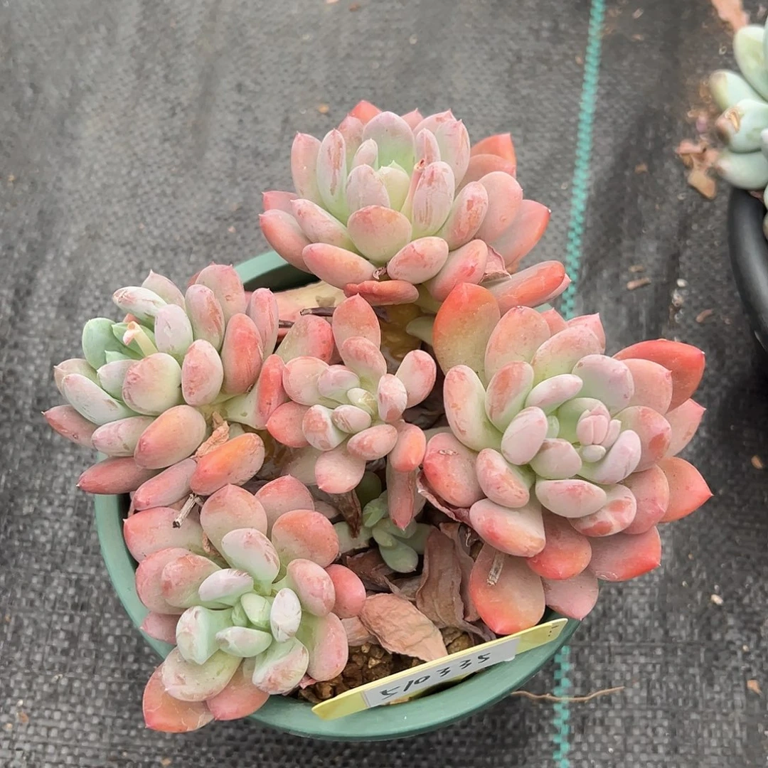 510335。