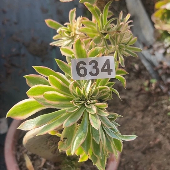 玫***S多肉植物一个有伤碧螺春