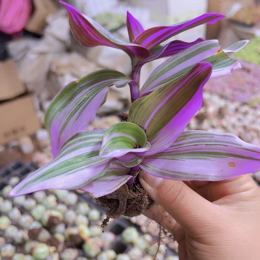 油画5根19包邮多肉植物