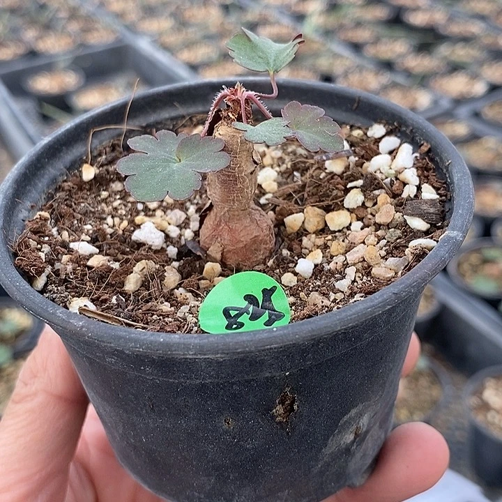 825肾叶洋葵一一一一