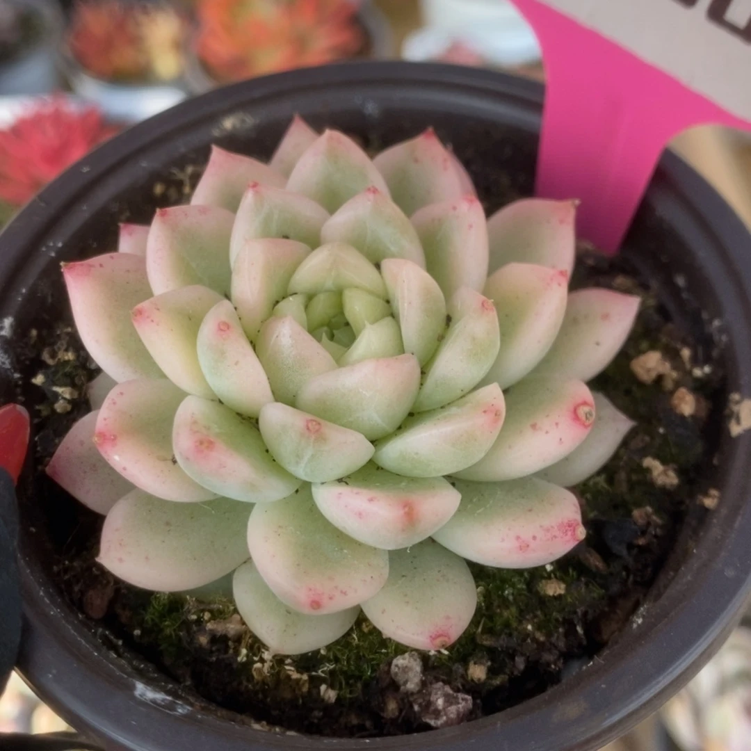 600东云杂锦锦锦锦锦锦