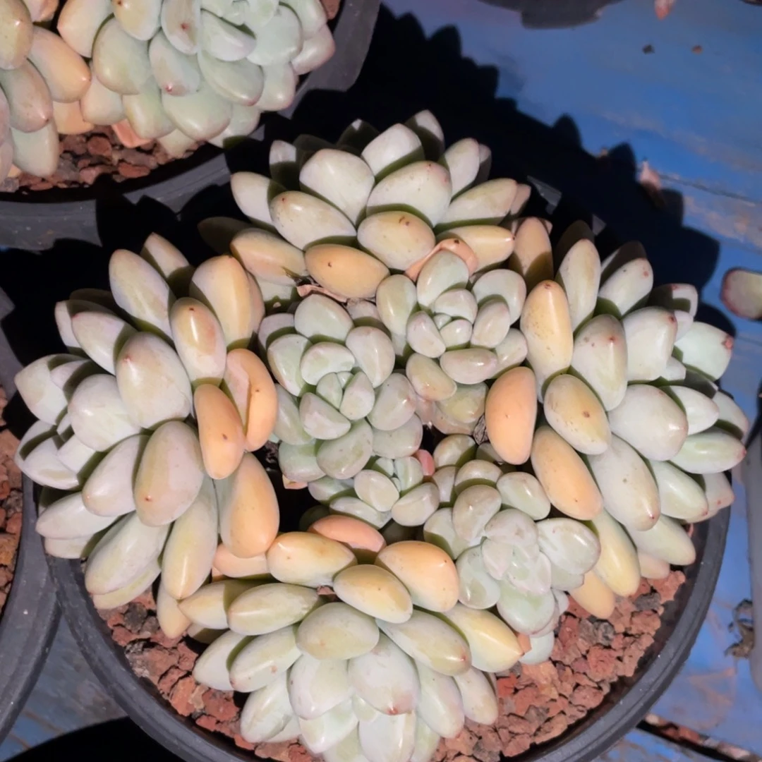 多肉植物盆栽多肉