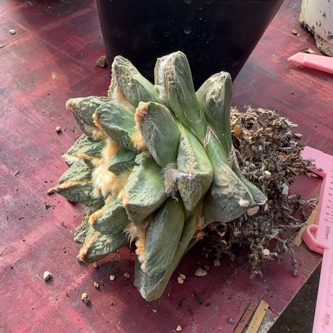 无花朵萝卜根龙角龟9厘米