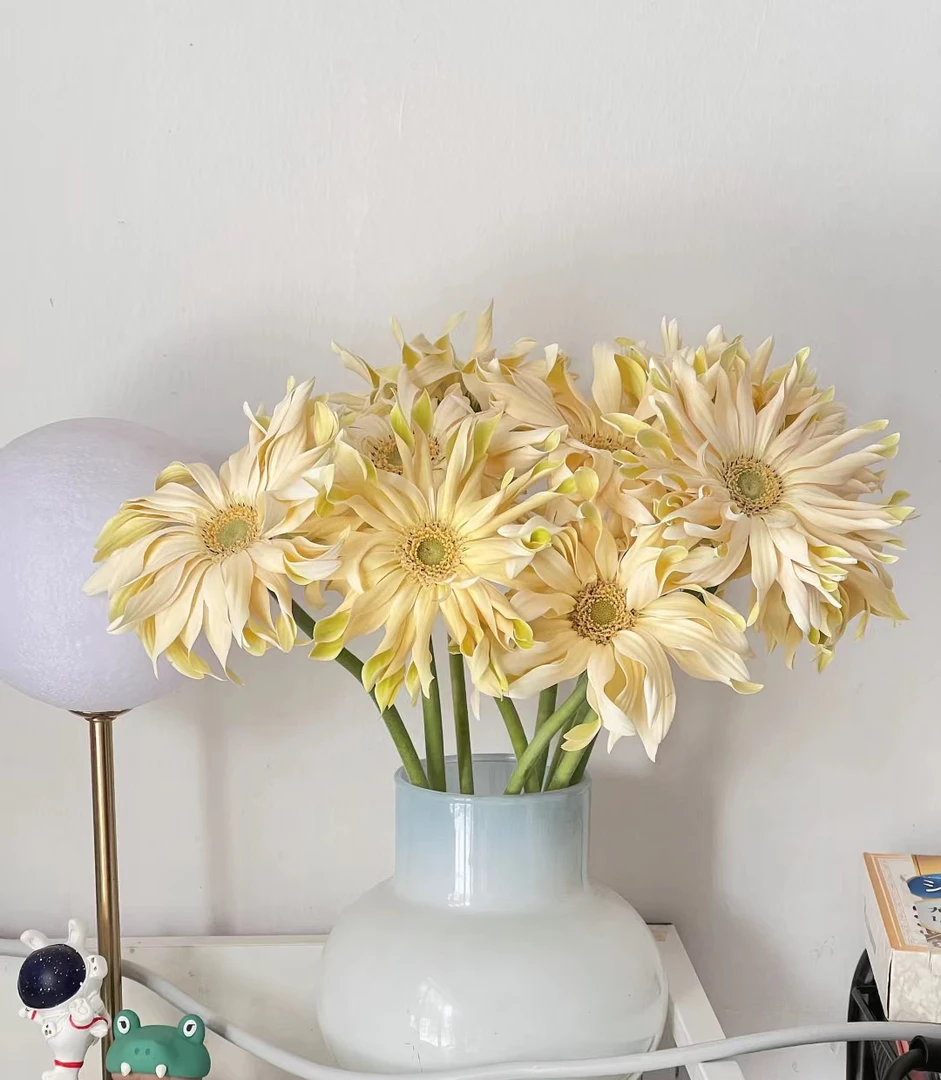 【买一送一】香格里拉非洲菊一把云南基地鲜花直发    家养水养