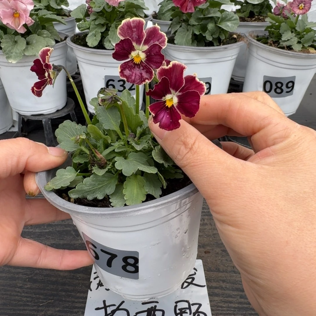 全部花朵678号心跳