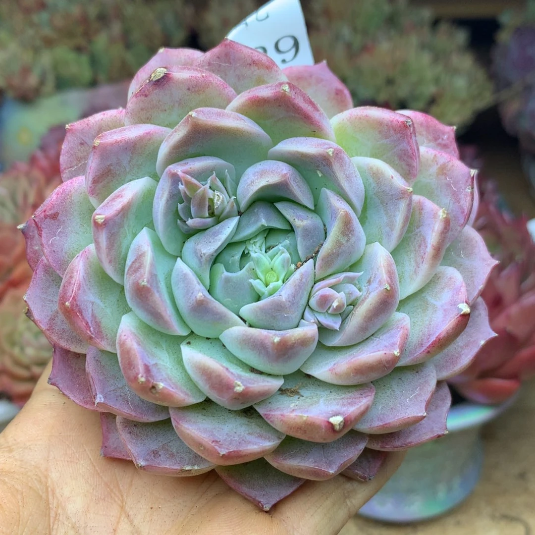 3229杂交精品基地10厘米