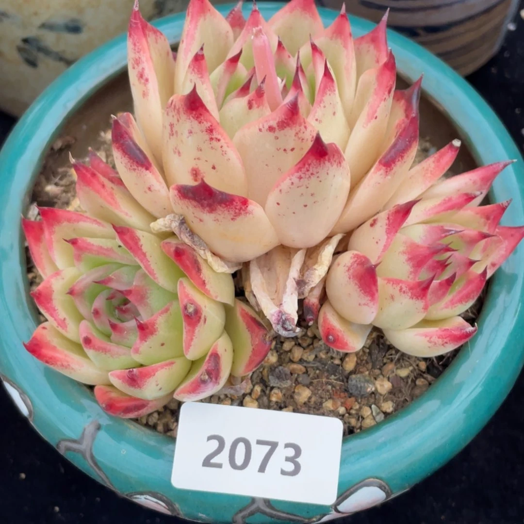 2073三头东云不知名多肉植物