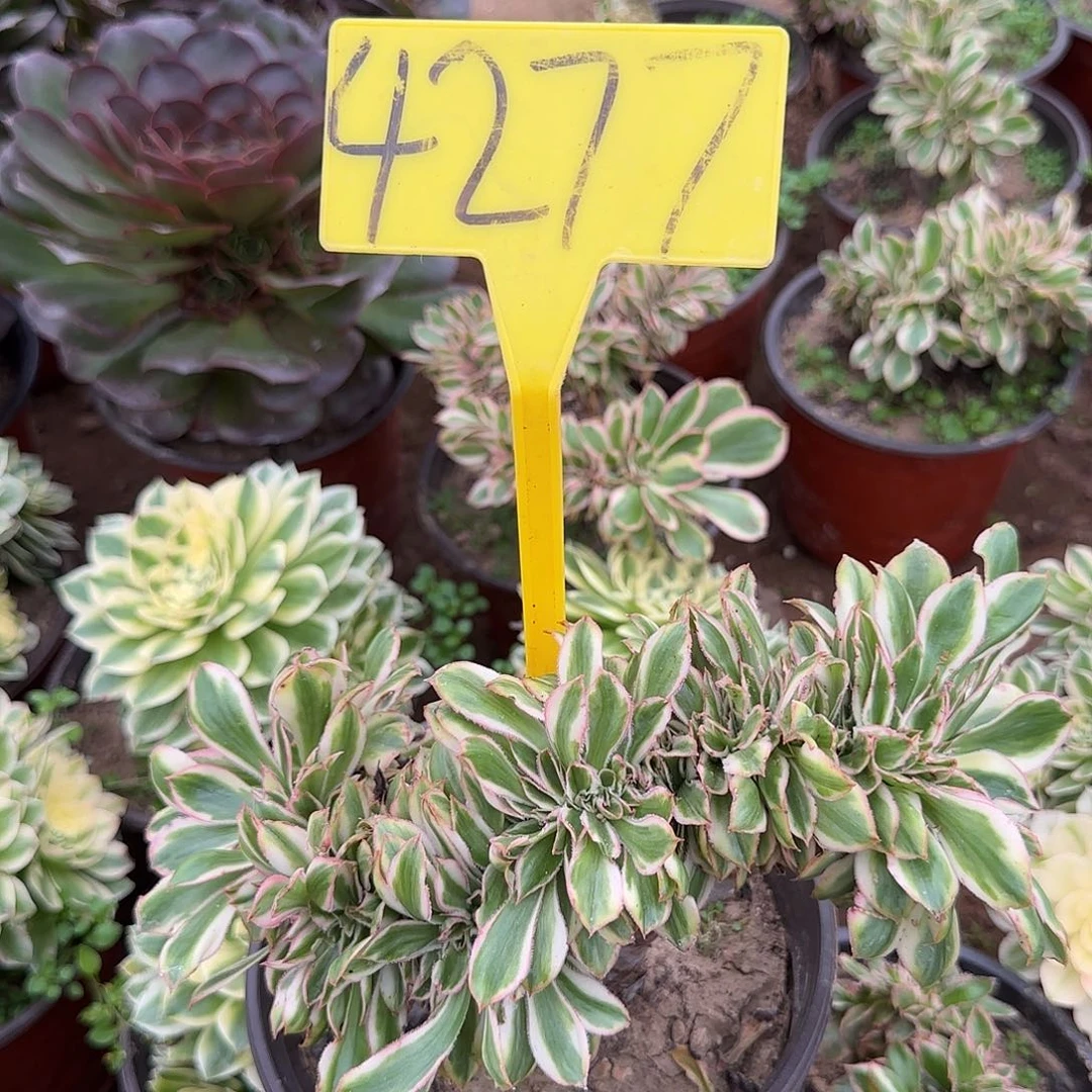 4277---燕姿缀化老桩