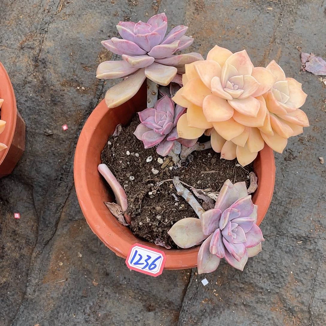 ❤️***紫乐锦1236 晓晓一物一拍