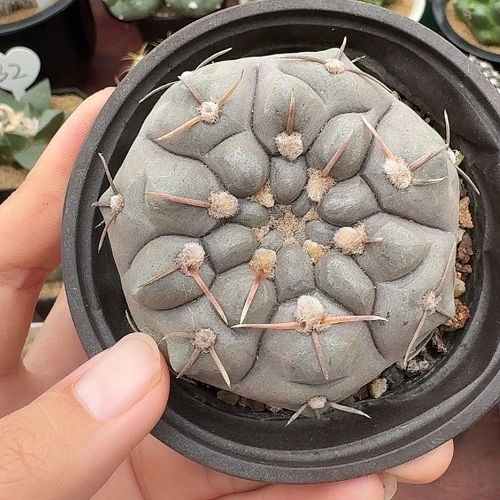两***蚊铅皮仙人球123456