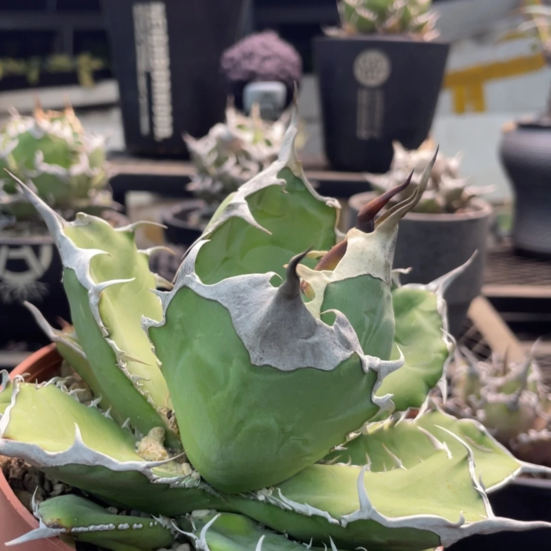 野二1201111111111111111