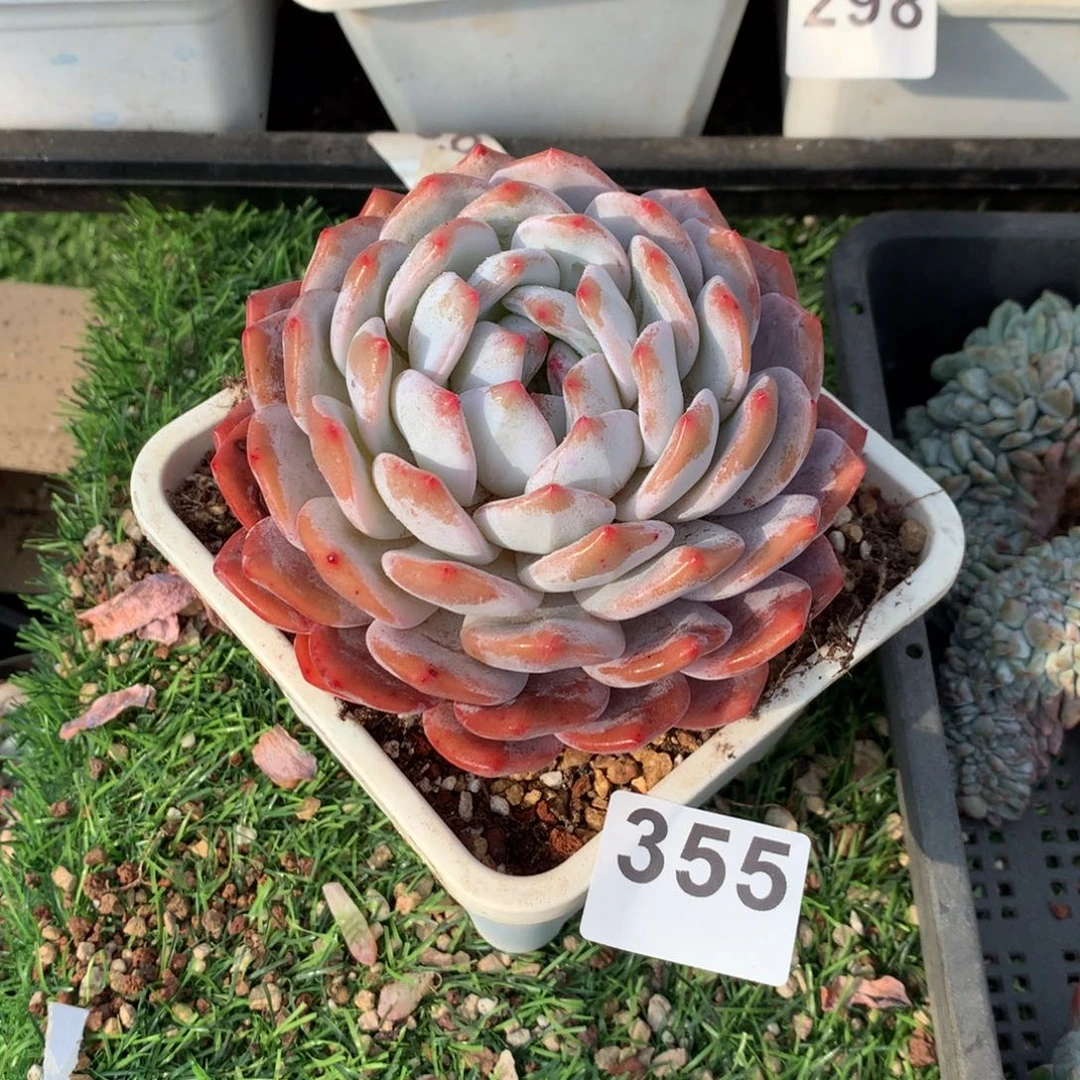 355橙子多肉植物组合