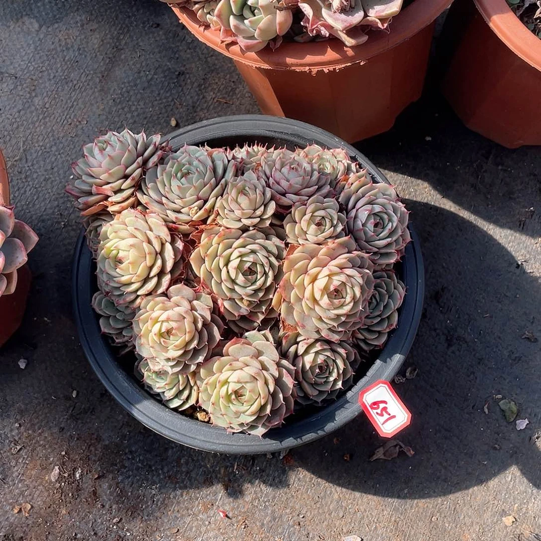 651苯巴蒂斯一物一拍多肉