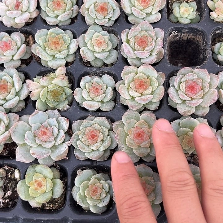 糖心 穴盘苗 满20包邮