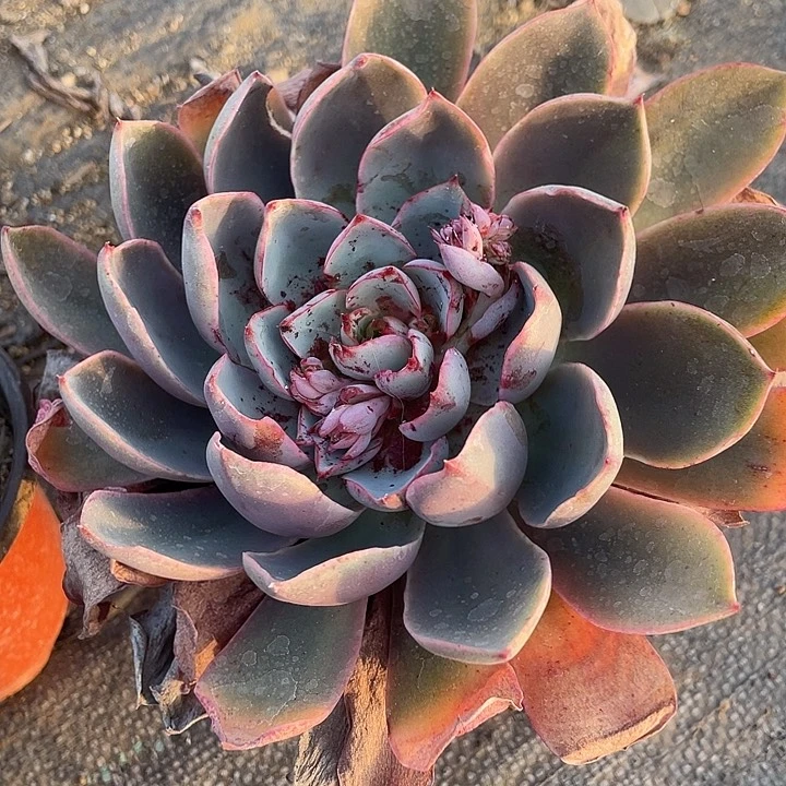 单头赫拉满25包邮