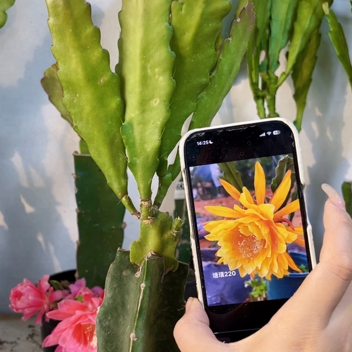 当前无花栽培后可以开花844