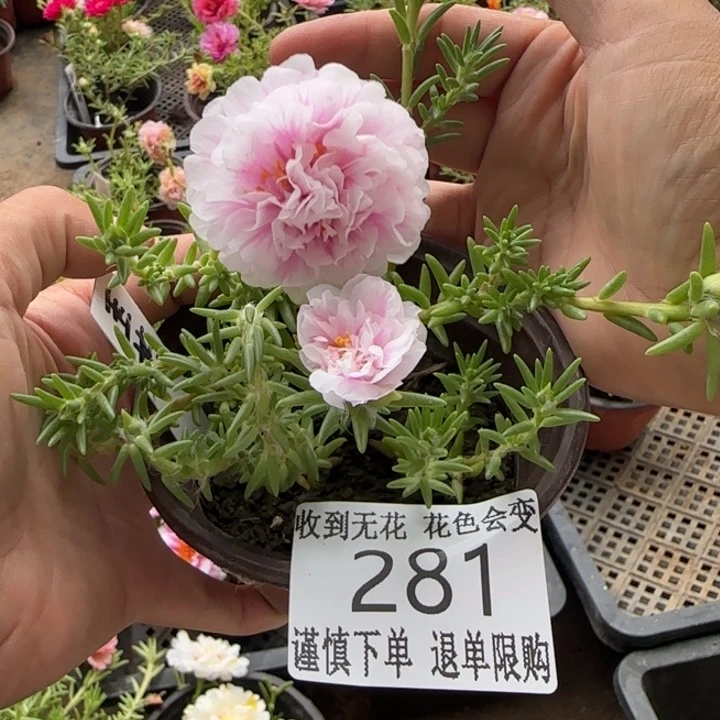 无花朵281超小苗盆口10cm