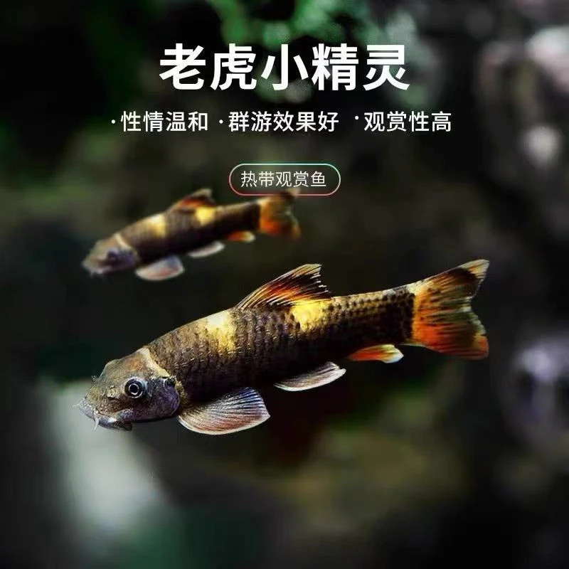老虎小精灵鱼虎纹精灵鱼耐寒淡水进口原生除藻除青苔工具鱼活体鱼