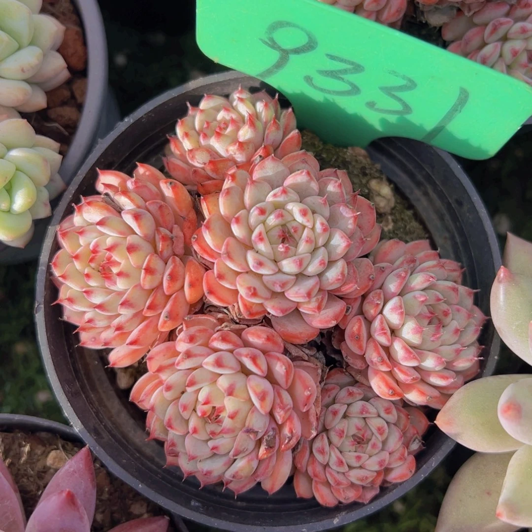 香玉的故事是一个人的故事