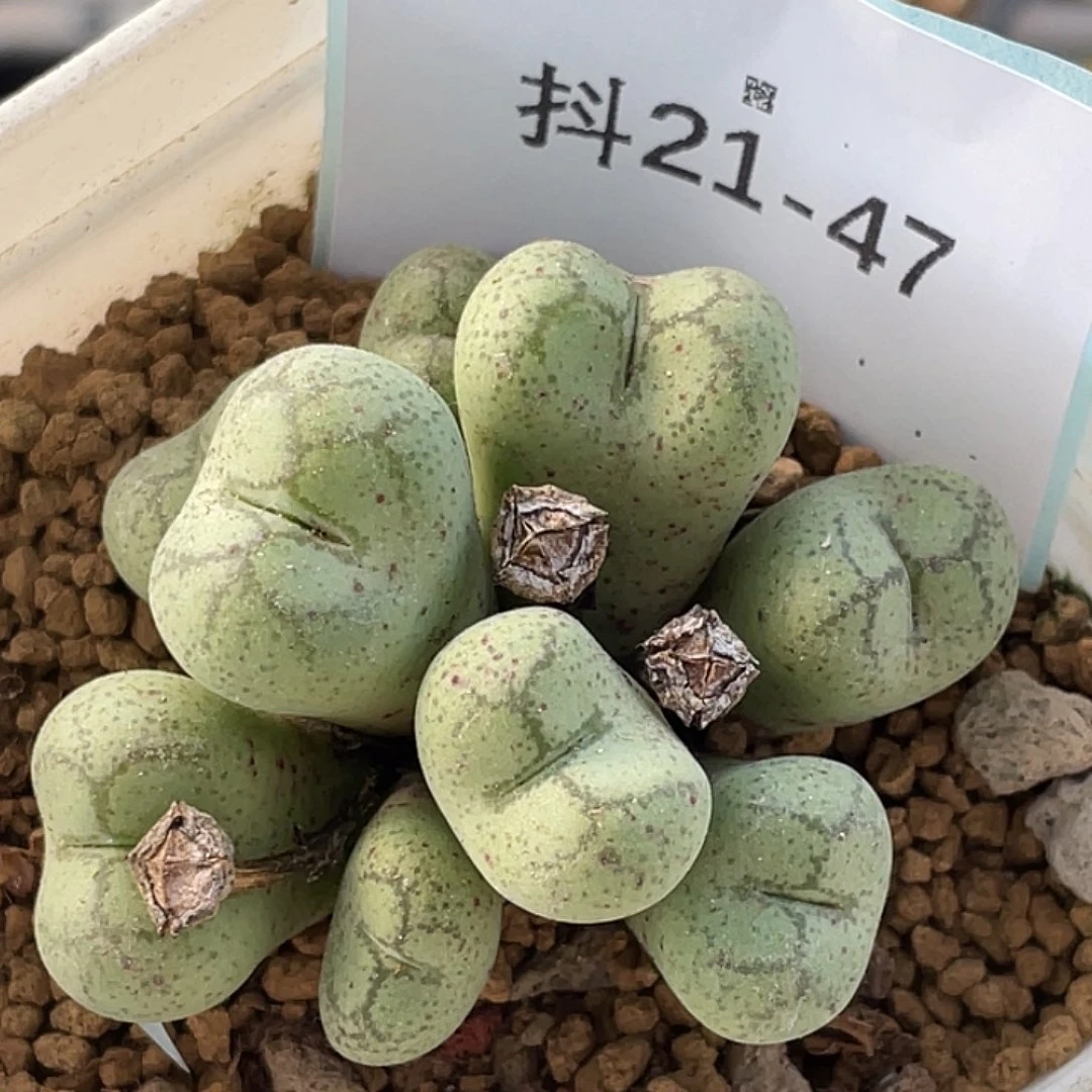 21-47猴多肉植物肉锥