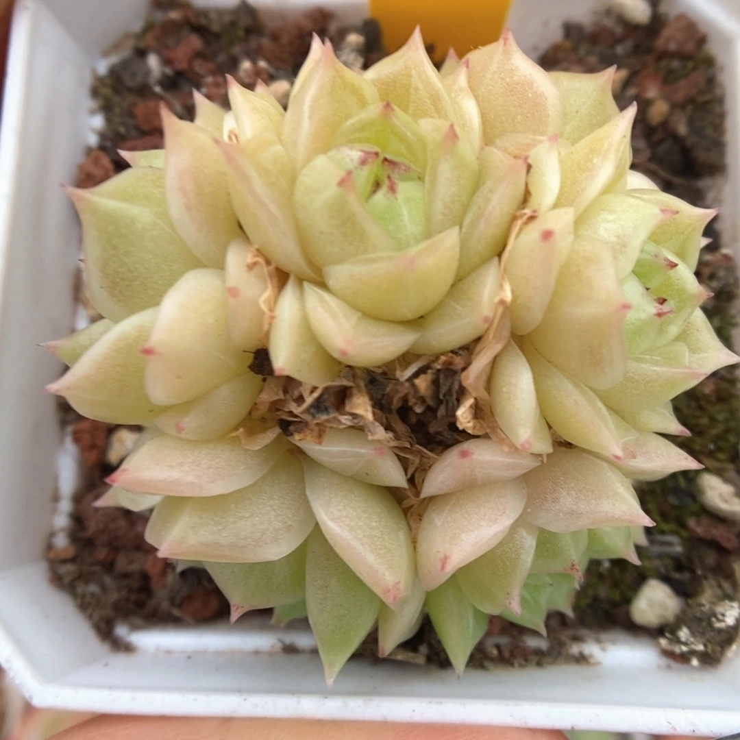 橘柚麦秆群生332号。