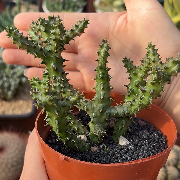 波斯地毯仙人球1234