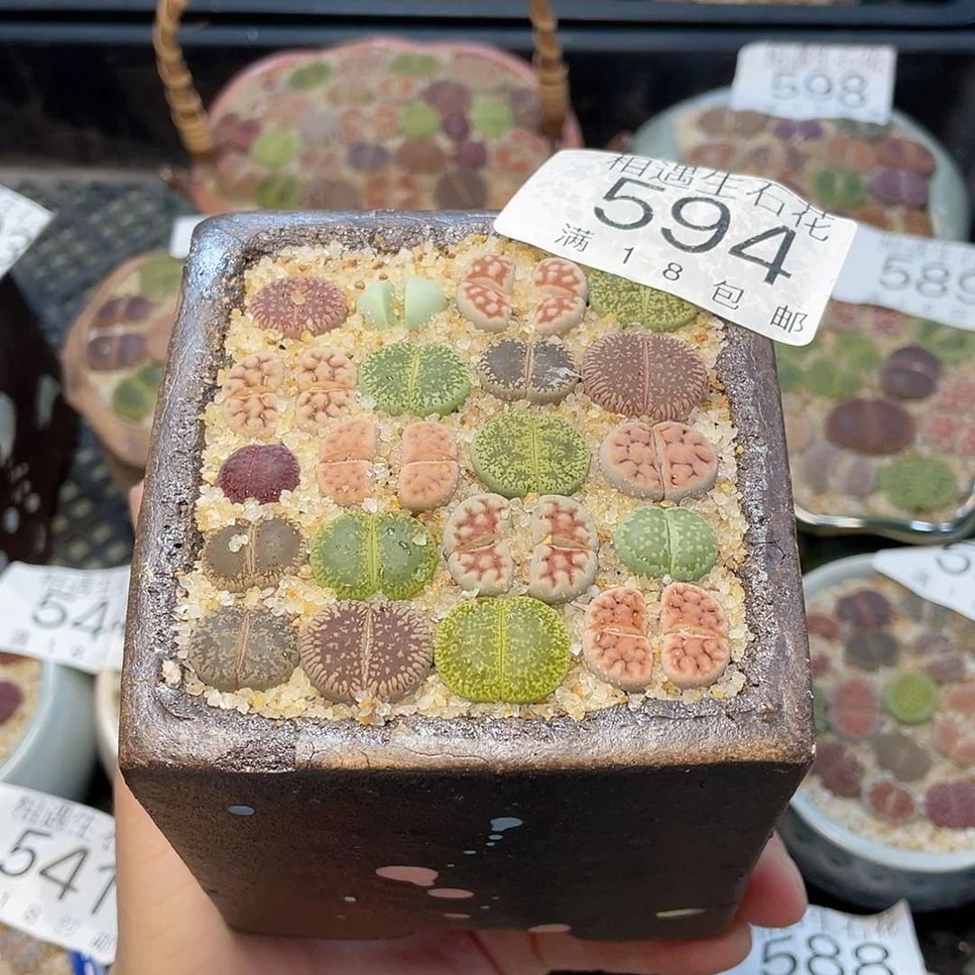 相遇开播福利594