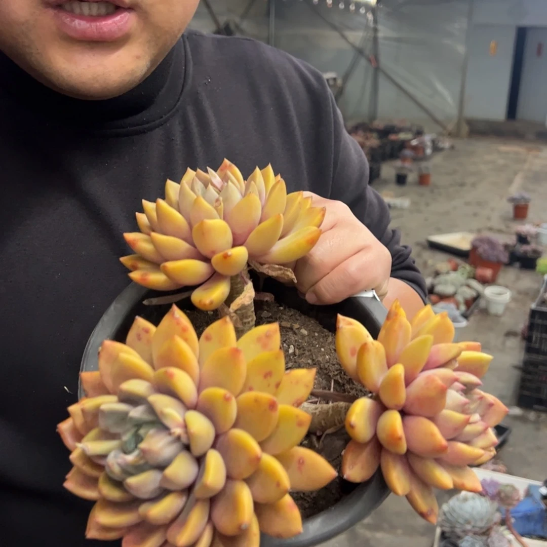 黄金象牙大三头整桩