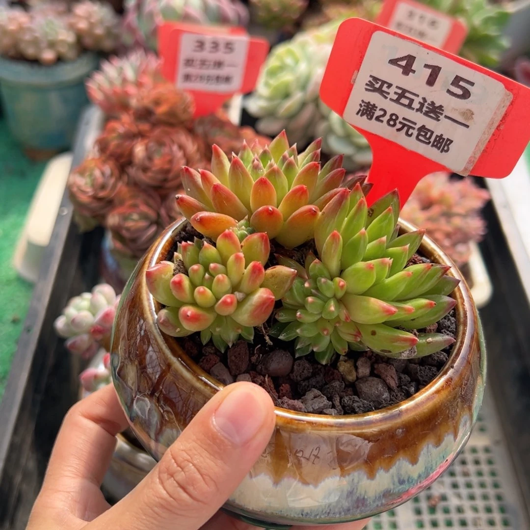 表妹精品多肉植物415.