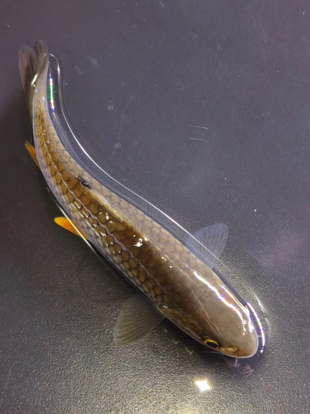 军鱼光倒刺鲃冷水观赏鱼淡水鱼爱跳缸的溪流精灵好养耐活活动性好