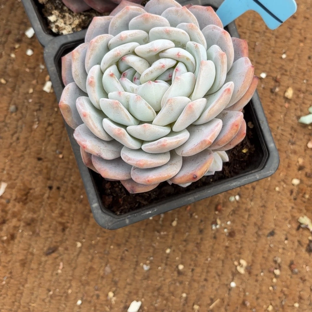 布羞妹妹的雪天使好看