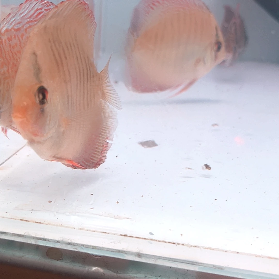 憨***人尺寸6-7的12栋4条14栋2条