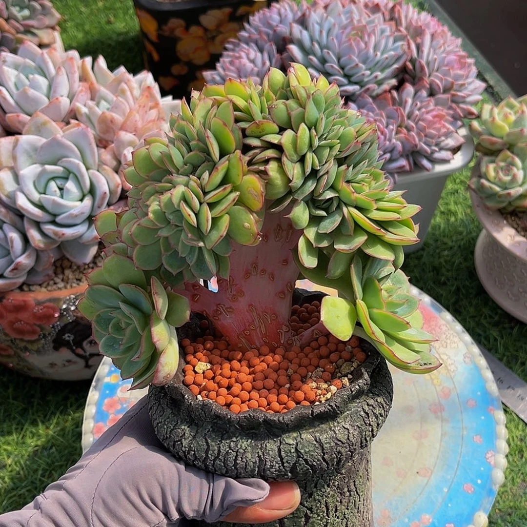牡丹亭树一物一拍